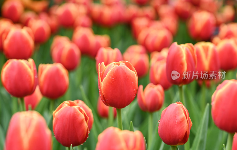 郁金香花海