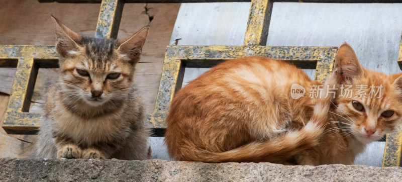 两只猫咪趴坐于石台上