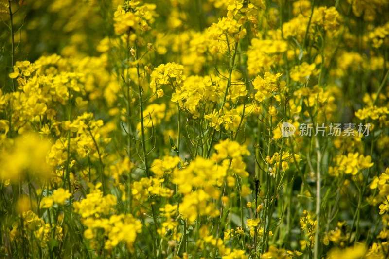 春天野外金灿灿的油菜花田金黄色花海