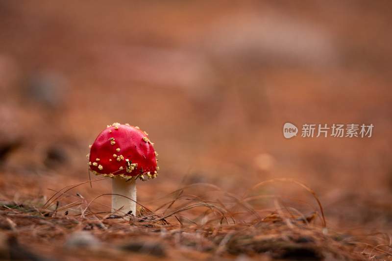 野生菌蘑菇生长环境菌类山菌