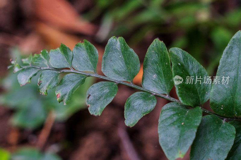 中药材鳞毛蕨科植物贯众