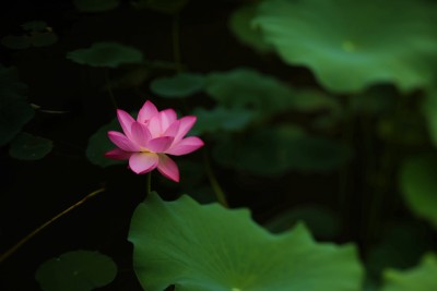 荷花莲花莲池荷花