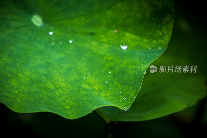 夏季雨后挂着水珠的荷叶特写