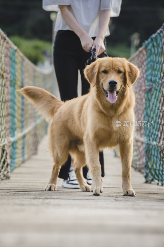 一只宠物金毛犬