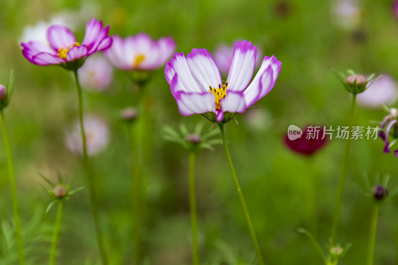 植物花草树木嫩芽