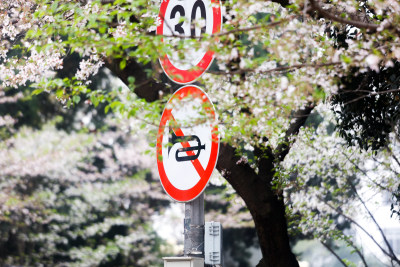 樱花街景