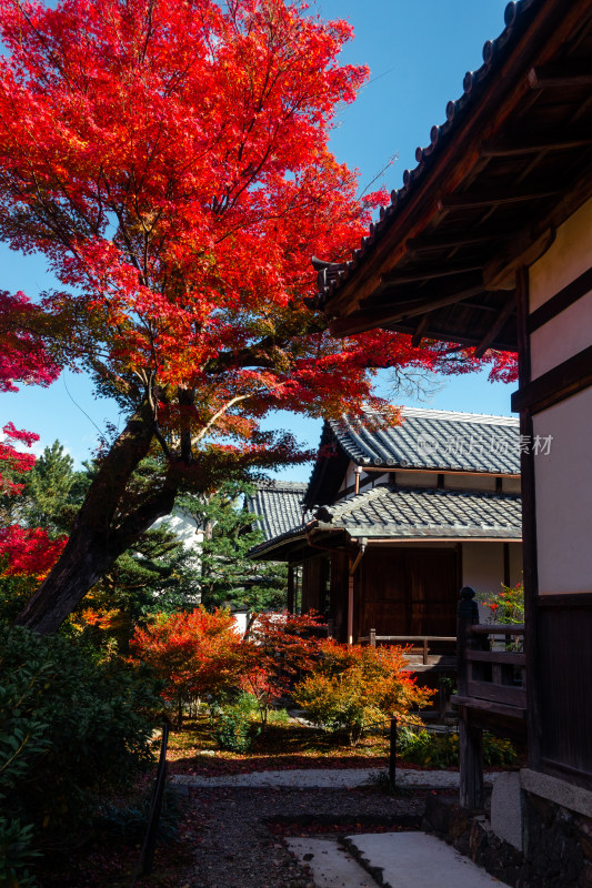 枫叶 庭院 日式 秋天 寺庙