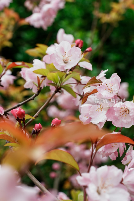 北京北海公园樱花