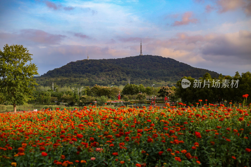 花草 绿地 城市风光 故乡