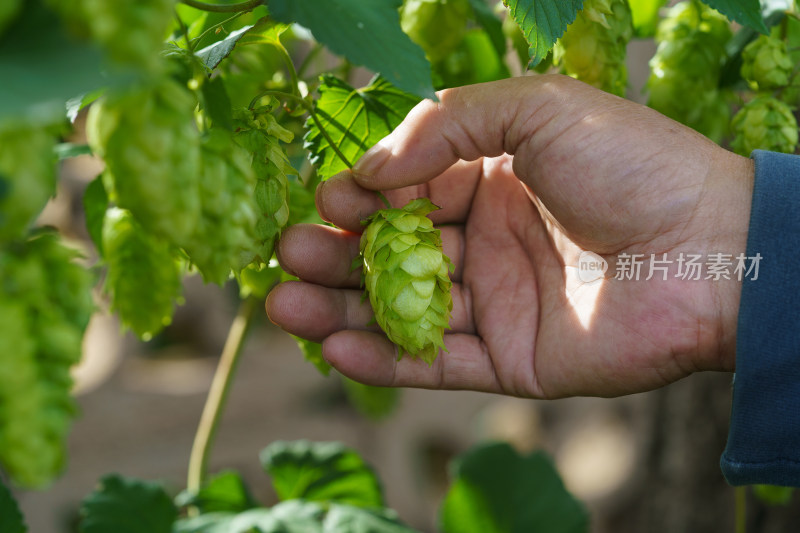 中国东北八月份的啤酒花