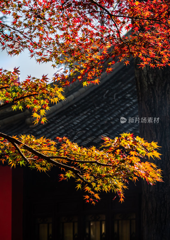 江苏南京栖霞山秋色