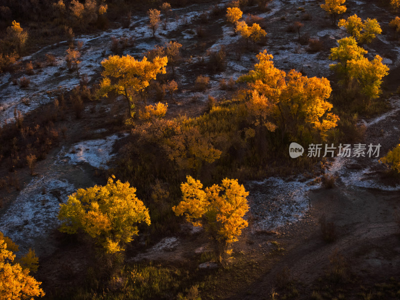 夕阳下的胡杨林