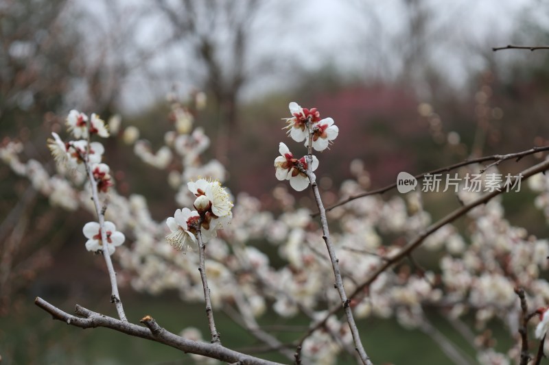 枝头盛开的梅花展现春日生机