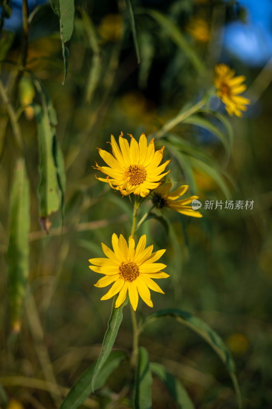 特写黄色小太阳花