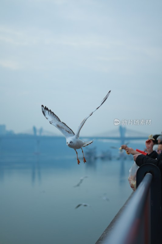 飞翔的海鸥场景