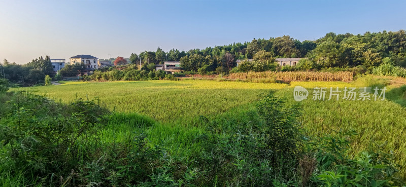 湖南河道平原水稻田