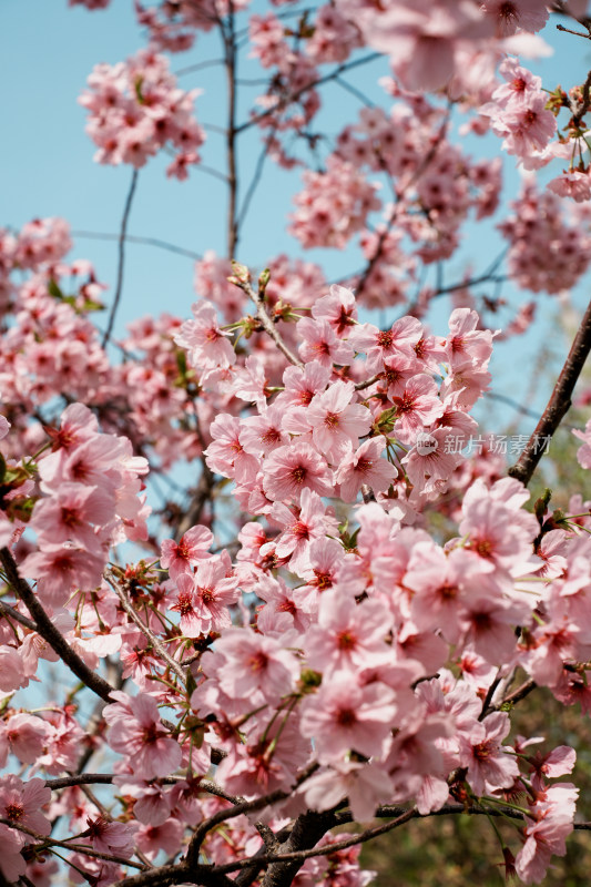 北京玉渊潭公园樱花节樱花