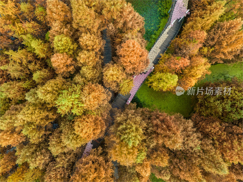 秋季湿地公园里金黄色的树林