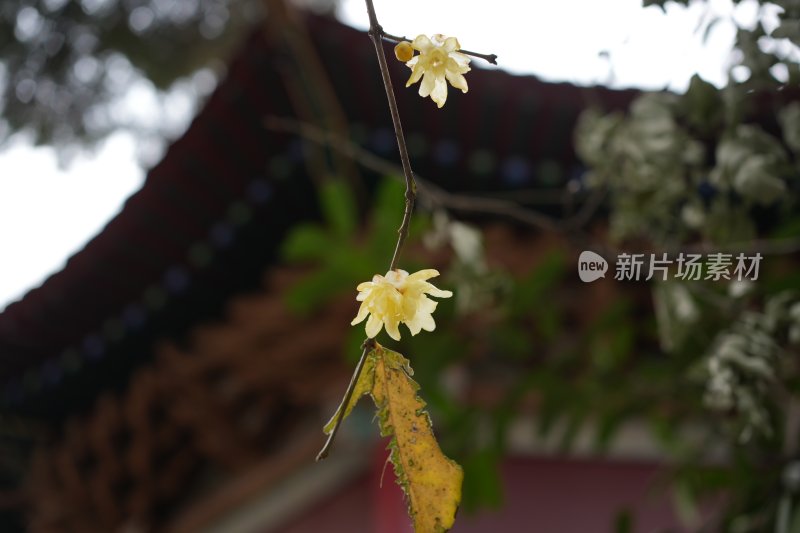 黄色花朵植物特写