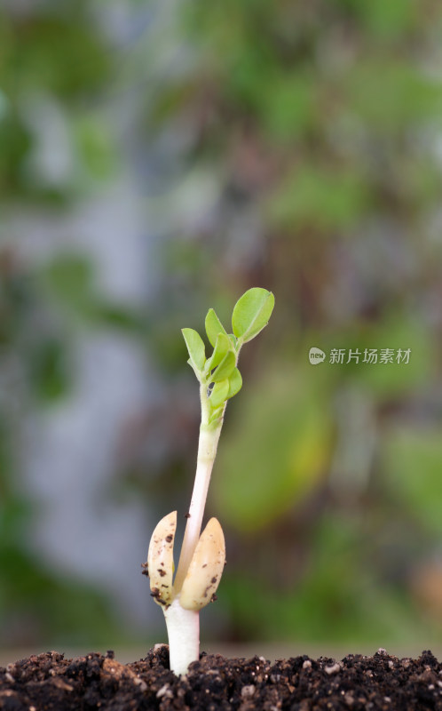 春天生长的嫩芽