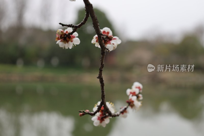 湖边绽放的春日杏花树枝特写