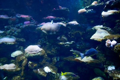 水族馆热带鱼