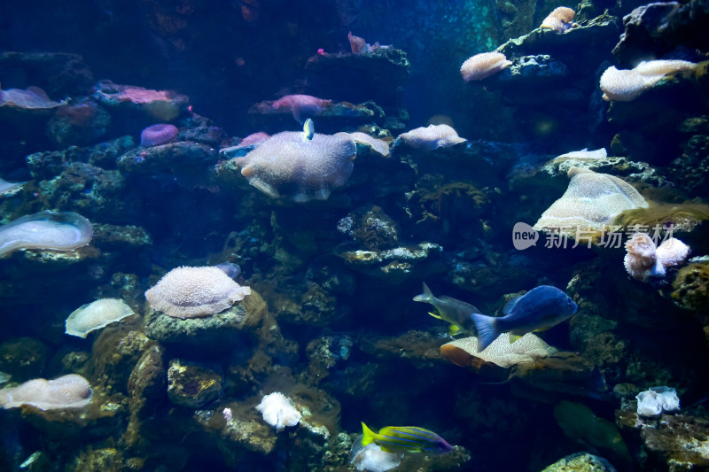 水族馆热带鱼