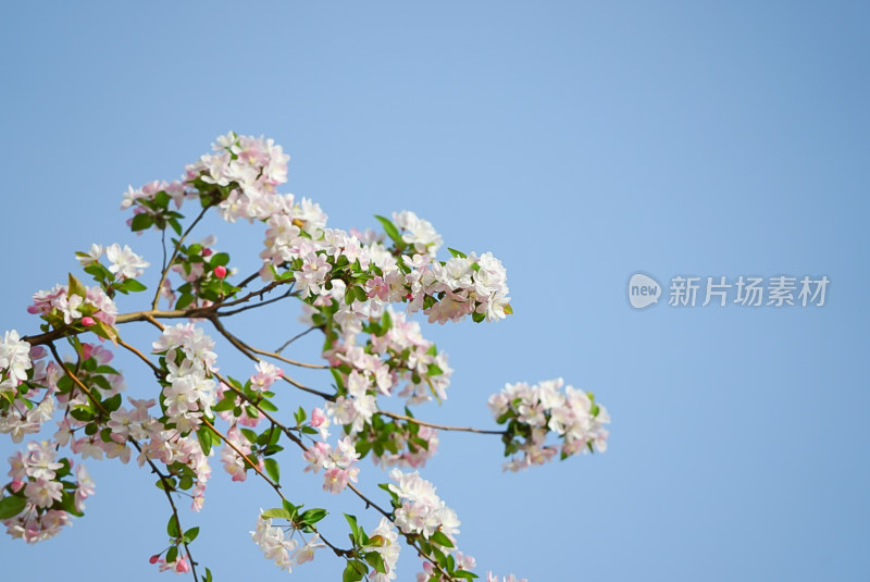 蓝天下盛开的花枝特写