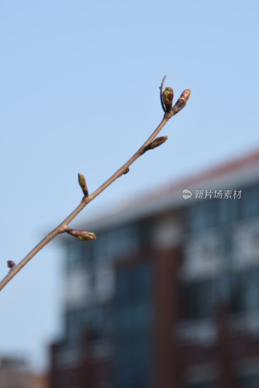 枝头嫩芽萌发景象