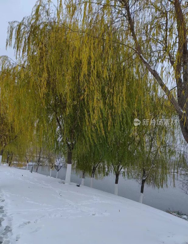 雪中柳树景观，积雪覆盖的河岸景象