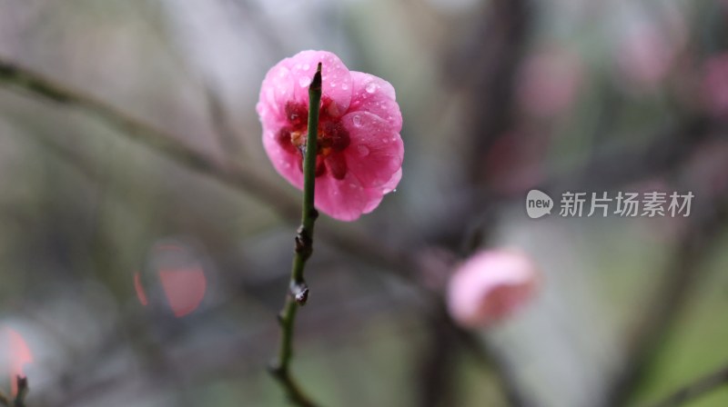 带水珠的粉色梅花特写