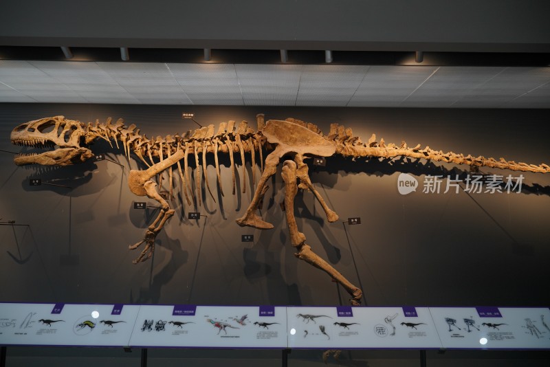 异特龙恐龙化石标本