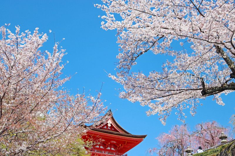 春天日本盛放的樱花
