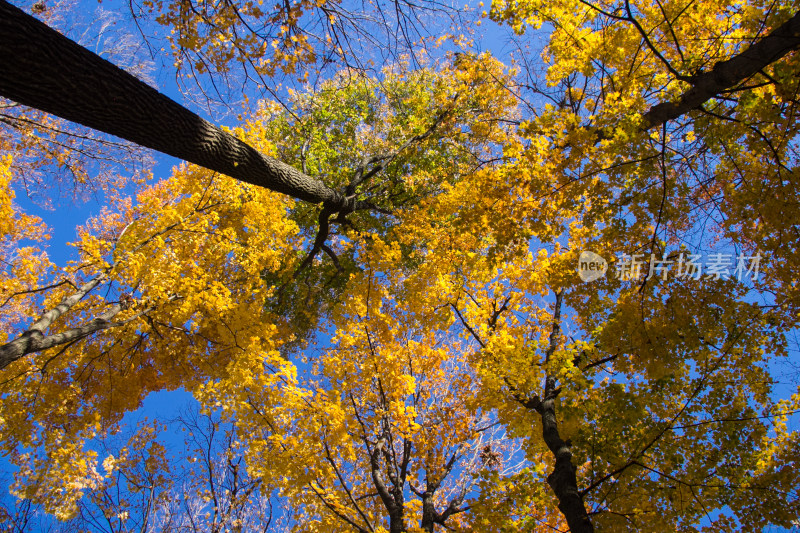 秋天仰视树木树叶