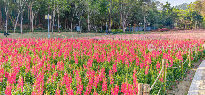 佛山市顺峰山公园盛开的金鱼草花海