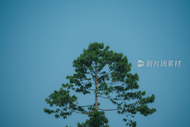 蓝天下树木的低角度视图
