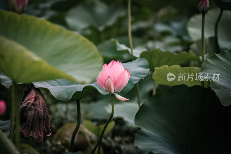 雨后荷花