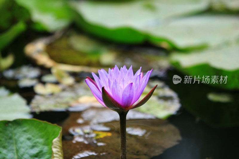 夏日池塘中的莲花