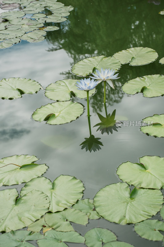 北京国家植物园睡莲