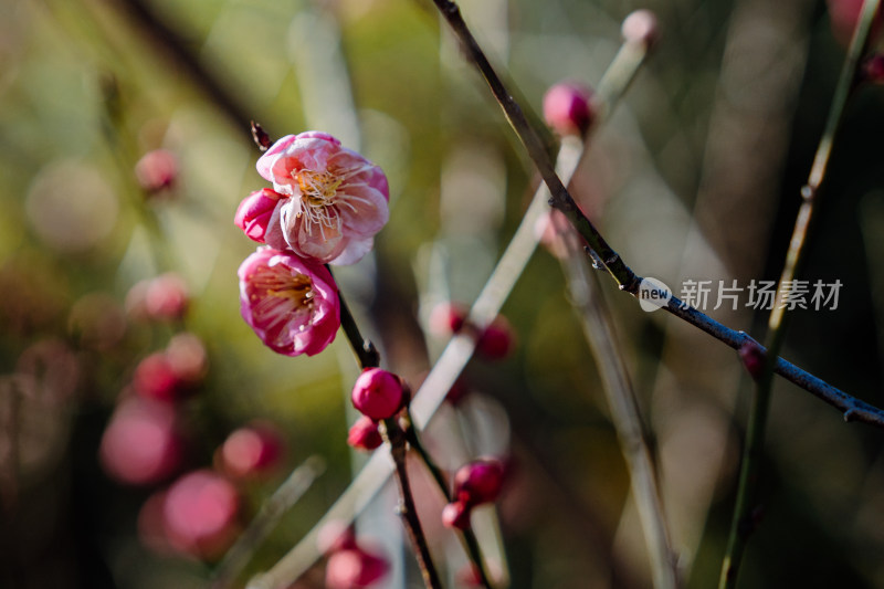 西溪湿地晴朗天气下盛开的梅花