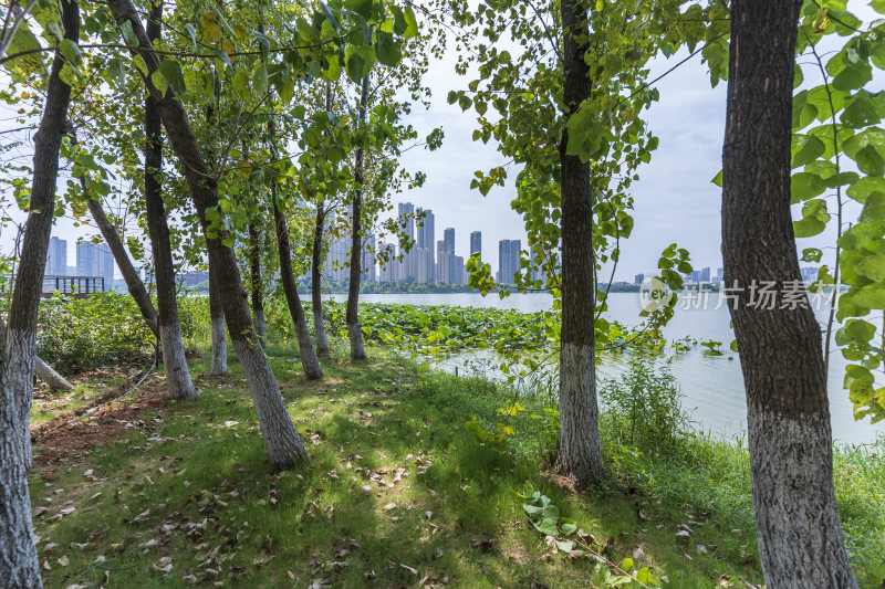 武汉江夏区汤逊湖壹号湿地公园风景