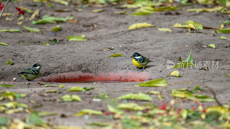 黄腹山雀（Parus venustulus‌）