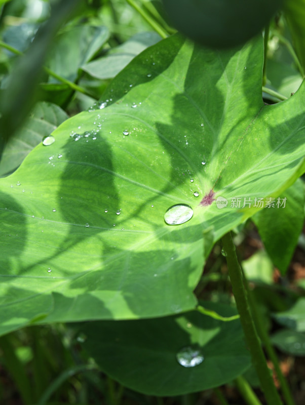 春天绿色的植物叶子树叶和水滴雨滴