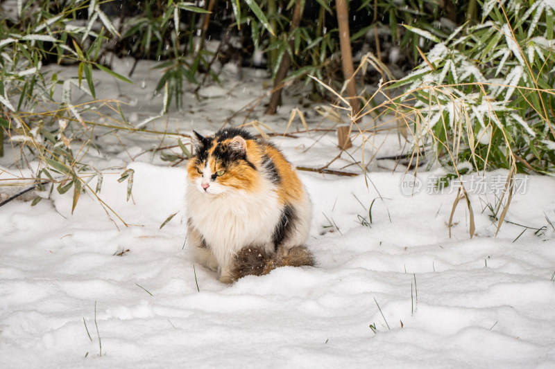 雪天三花猫流浪猫冬季下雪