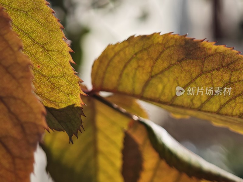 带刺植物上带有枯黄斑点的叶片