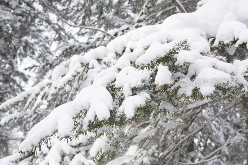 雪乡羊草山雪松