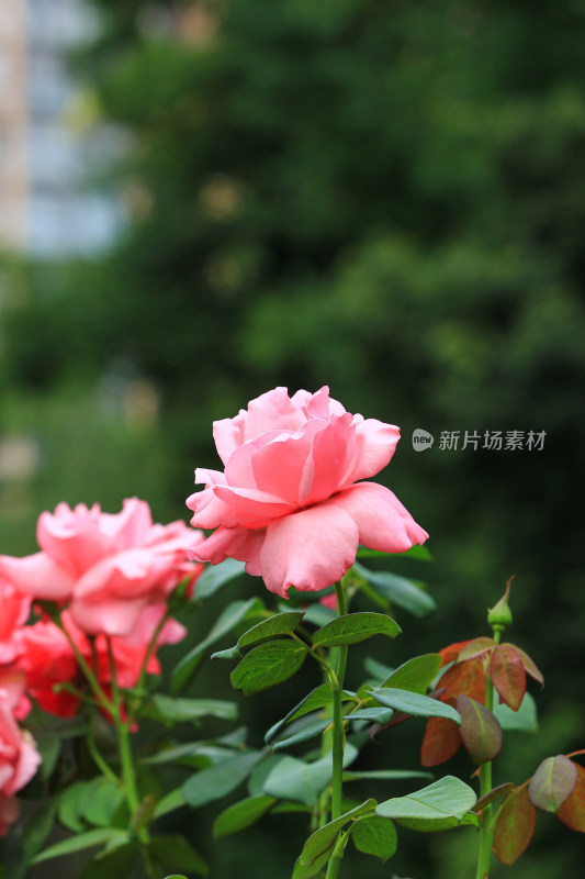 夏日盛开的玫瑰花