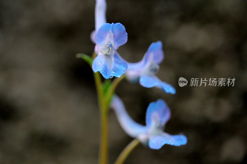 野生中药材元胡的花朵和果实