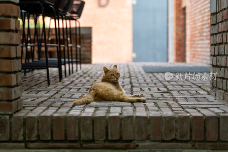 躺在地上的橘猫