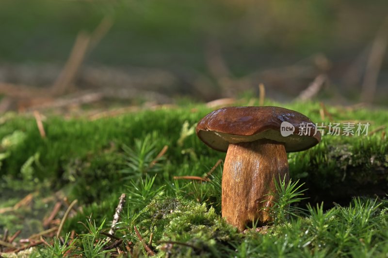 野生菌野生菌蘑菇生长环境菌类山菌